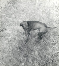 Imogen Cunningham, 'Imogen's Choice' (Reddog), c. 1965