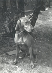 Imogen Cunningham, 'Waiting' (Reddog), c. 1965