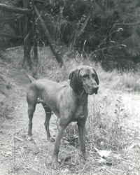 Imogen Cunningham, 'Curious Canine' (Reddog), c. 1965