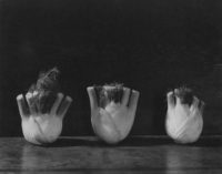 Imogen Cunningham, Three Vegetables (Fennel), 1946