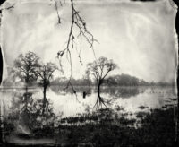 Ben Nixon, Flooded Oaks, 2010