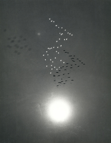 William Garnett, Snow Geese with Reflection of the Sun On Buena Vista Lake, CA, 1953