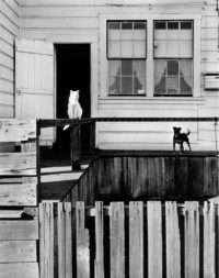 Bill Heck, Dog and Cat, Mendocino, California, 1947