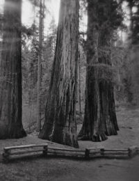 Five Giant Sequoias, Merced Grove, Yosemite National Park, 2018