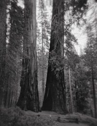 Two Giant Sequoias, Merced Grove, Yosemite National Park, 2018