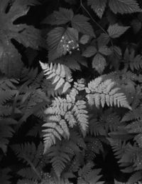 Ansel Adams, Mt. Rainier National Park, Washington (vertical), 1942