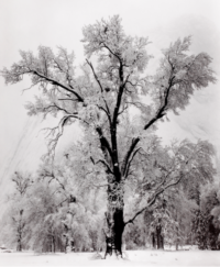 Ansel Adams, Oak Tree, Snowstorm, Yosemite Valley, California, 1948
