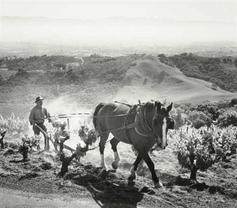 Ansel Adams, Paul Masson Vineyards, Saratoga, California, 1959