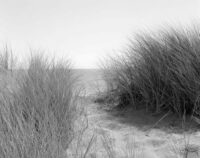 Alan Ross, Beach Grasses, Point Reyes National Seashore, California, 1983