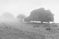 CHIP HOOPER, Three Oaks in Fog, 1993