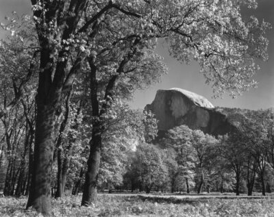 Ansel Adams, Half Dome Oak tree